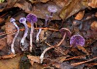 Cortinarius bibulus image