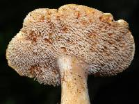 Hydnum umbilicatum image