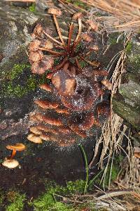 Mycena leaiana image