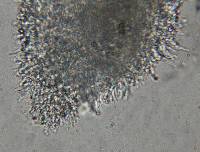 Psilocybe muliercula image