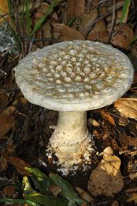 Amanita magniverrucata image