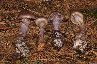 Cortinarius camphoratus image