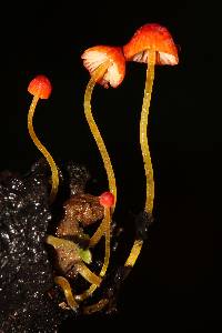 Mycena acicula image