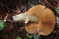 Cortinarius caperatus image