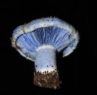 Lactarius indigo image