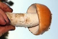 Amanita velosa image