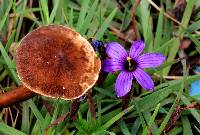 Lactarius lignyotellus image