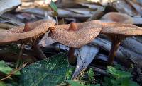 Lactarius fragilis image