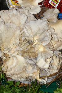 Pleurotus ostreatus image