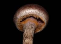 Cortinarius camphoratus image