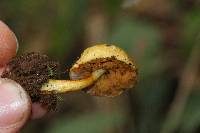 Pulveroboletus curtisii image