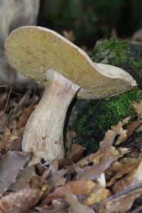 Boletus variipes image