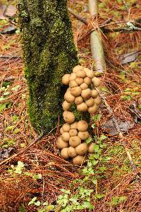 Lycoperdon pyriforme image