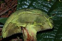 Pulveroboletus ravenelii image