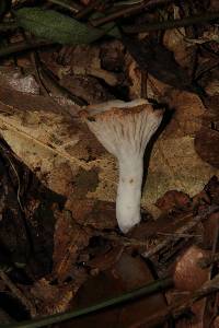 Hypomyces armeniacus image