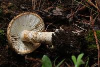 Amanita fallax image