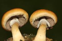 Psilocybe cubensis image