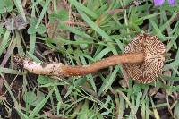 Lactarius lignyotellus image