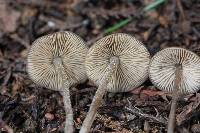 Tephrocybe boudieri image