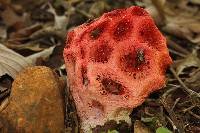 Clathrus crispus image