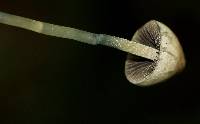 Panaeolus cyanescens image