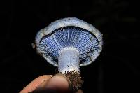 Lactarius indigo image