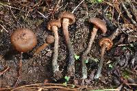 Inocybe calamistrata image