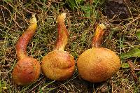 Pulveroboletus ravenelii image