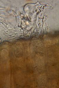 Microstoma floccosum image