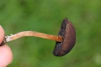 Psilocybe subtropicalis image