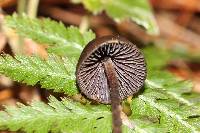 Psilocybe neoxalapensis image