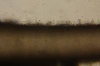 Inocybe kauffmanii image