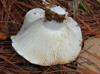 Russula brevipes image