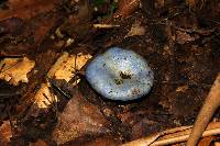 Lactarius indigo image