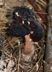 Gyromitra esculenta image