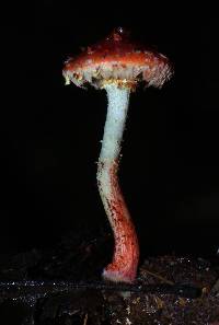 Pholiota polychroa image