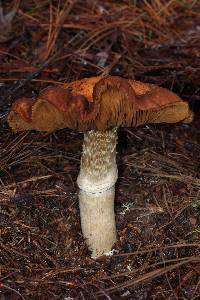 Cortinarius caperatus image