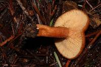 Lactarius rubidus image