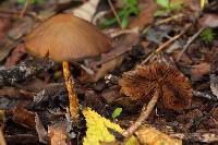 Psilocybe zapotecorum image