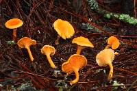 Hygrophoropsis aurantiaca image