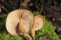 Psilocybe muliercula image