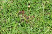 Psilocybe mexicana image