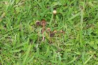 Psilocybe mexicana image