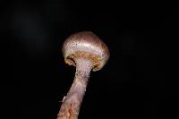 Cortinarius camphoratus image