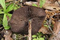 Psilocybe zapotecorum image