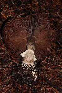 Agaricus hondensis image