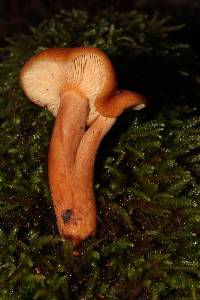 Lactarius rubidus image