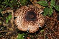 Agaricus subrutilescens image