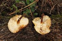 Flammulina velutipes image