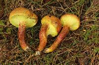 Pulveroboletus ravenelii image